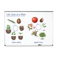 Roślina- cykl rozwojowy