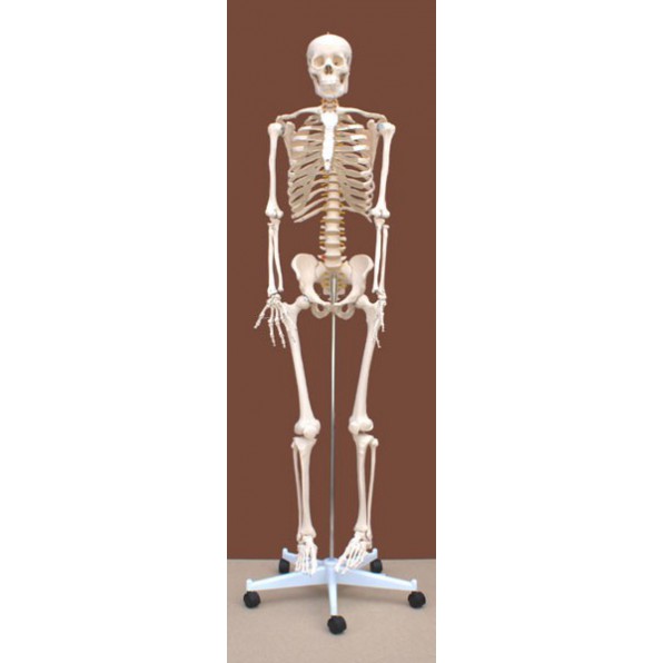 Szkielet człowieka 180 cm - modele anatomiczne