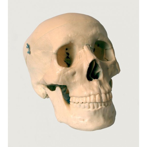 Model anatomiczny czaszki człowieka 3 cz