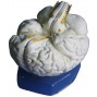Model anatomiczny mózgu 2- częściowy