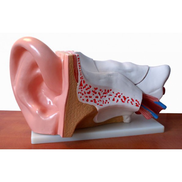 Model anatomiczny ucha 4 - częściowy