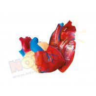Piankowy model serca