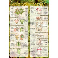 Plansza botanika - Glony i grzyby - cykl rozwojowy