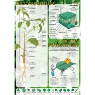 Plansza botanika - Budowa rośliny, proces fotosyntezy