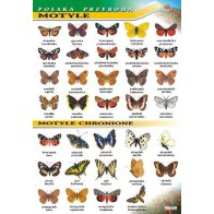 Plansza "Polska przyroda" - Motyle