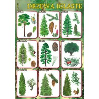 Plansza "Polska przyroda" - Drzewa iglaste