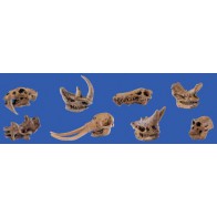 Figurki - czaszki ssaków prehistorycznych