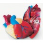 Serce człowieka - model przekrojowy z pianki