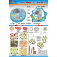 Plansza mikrobiologia - Komórki i tkanki (zwierzęce i roślinne)