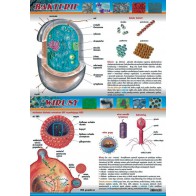 Plansza mikrobiologia - Bakterie i wirusy