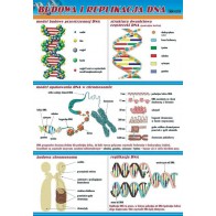 Plansza mikrobiologia - Budowa i replikacja DNA