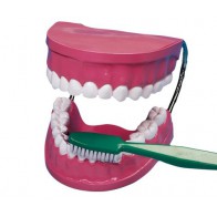 Model do higieny jamy ustnej